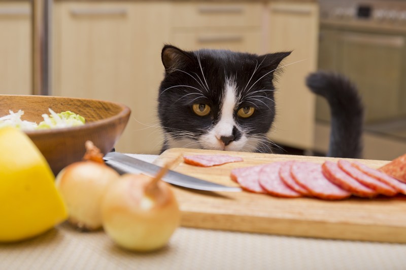 חתול מביט באוכל